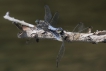  Orthetrum réticulé (Orthetrum cancellatum)