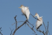 Oiseaux Héron garde-boeufs (Ardeola ibis)