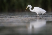 Oiseaux Grande aigrette (Egretta alba)