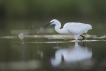 Oiseaux Aigrette garzette (Egretta garzetta)