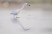 Oiseaux Aigrette garzette (Egretta garzetta)