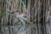 Oiseaux Blongios nain (Ixobrychus minutus)