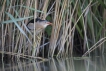 Oiseaux Blongios nain (Ixobrychus minutus)