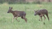 Mammifères Chevreuil (Capreolus capreolus)