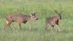 Mammifères Chevreuil (Capreolus capreolus)