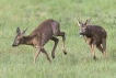 Mammifères Chevreuil (Capreolus capreolus)