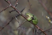 Amphibiens Rainette verte (Hyla arborea)