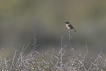 Oiseaux Tarier pâtre (Saxicola rubicola)