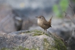 Oiseaux Troglodyte mignon (Troglodytes troglodytes)