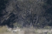 Oiseaux Balbuzard pêcheur (Pandion haliaetus)