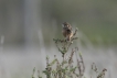 Oiseaux Cisticole des joncs (Cisticola juncidis)