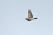 Oiseaux Épervier d\'Europe (Accipiter nisus)