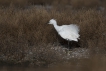 Oiseaux Aigrette garzette (Egretta garzetta)