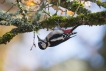 Oiseaux Pic épeiche (Dendrocopos major) femelle