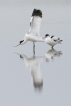 Oiseaux avocette elegante (Recurvirostra avosetta)