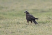 Oiseaux Busard des roseaux (Circus aeruginosus)