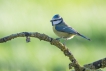 Oiseaux Mésange bleue (Cyanistes caeruleus)