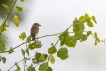 Oiseaux Pie-grièche écorcheur (Lanius collusion) femlle