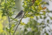 Oiseaux Pie-grièche écorcheur (Lanius collusion) femlle