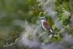 Oiseaux Pie-grièche écorcheur (Lanius collusion) mâle