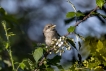 Oiseaux Pie-grièche écorcheur (Lanius collusion) oisillon