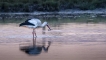  Cigogne blanche (Ciconia ciconia)