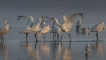 Oiseaux Spatule blanche (Platalea leucorodia)