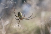 Araignées Argiope frelon (Argiope bruennichi)