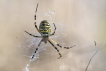 Araignées Argiope frelon (Argiope bruennichi)