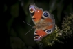 Insectes Paon du jour (Aglais io)