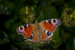 Insectes Paon du jour (Aglais io)