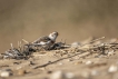 Oiseaux Bruant des neiges (Plectrophenax nivalis)