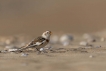 Oiseaux Bruant des neiges (Plectrophenax nivalis)