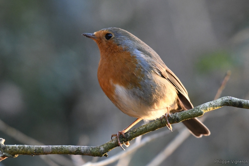 Photo Oiseaux Rouge-gorge familier (Erithacus rubecula)