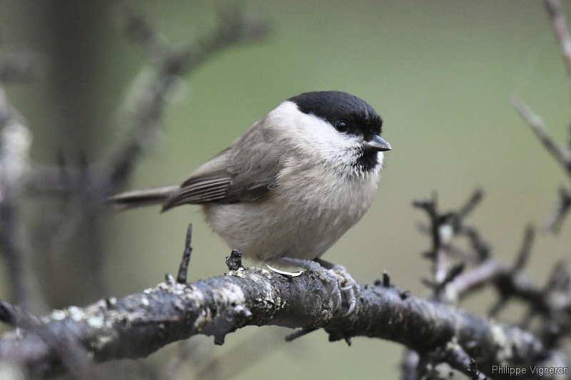 Photo Oiseaux Mésange nonnette (Poecile palustris)