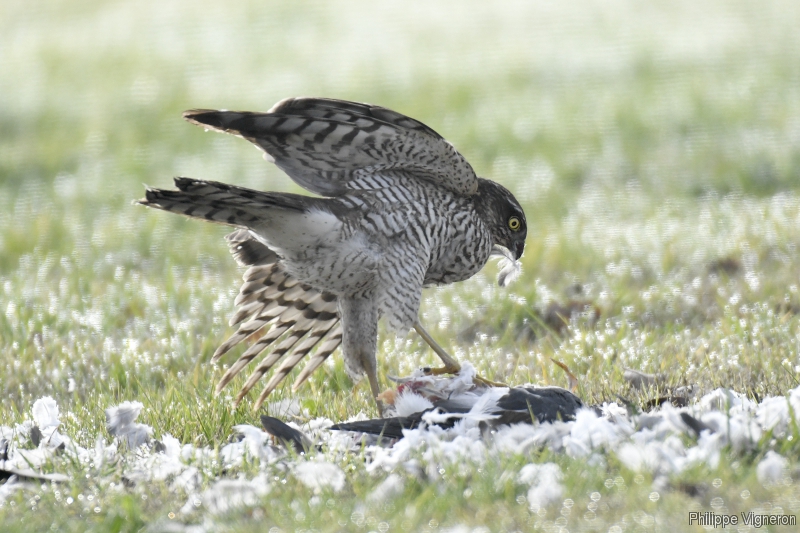 Photo Oiseaux Épervier d'Europe (Accipiter nisus) femelle