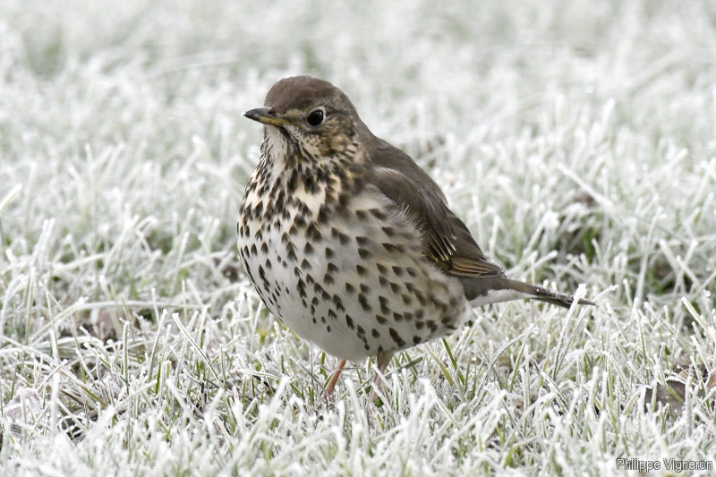 Photo Oiseaux Grive musicienne (Turdus philomelos)