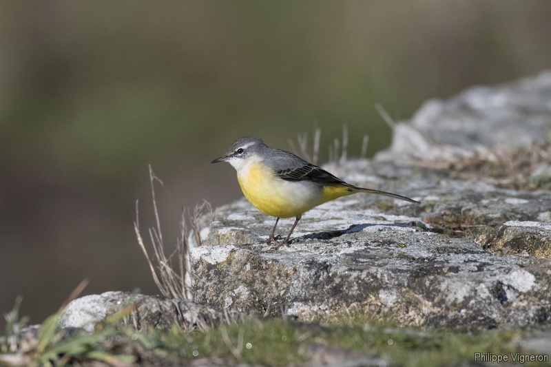 Photo Oiseaux Bergeronnette des ruisseaux (Motacilla cinerea)