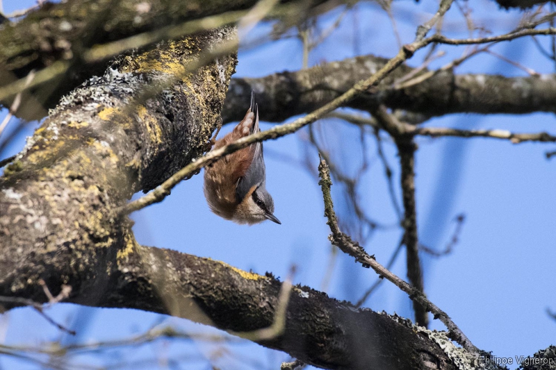 Photo Oiseaux Sittelle torchepot (Sitta europaea)