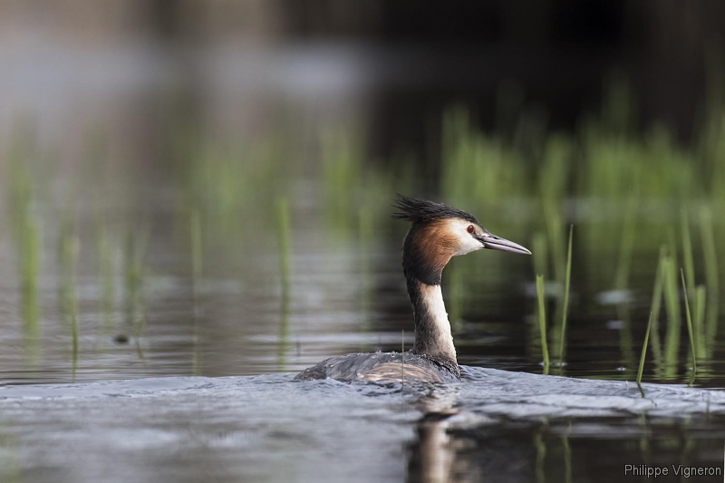 Photo Oiseaux Grèbe huppé (Podiceps cristatus)