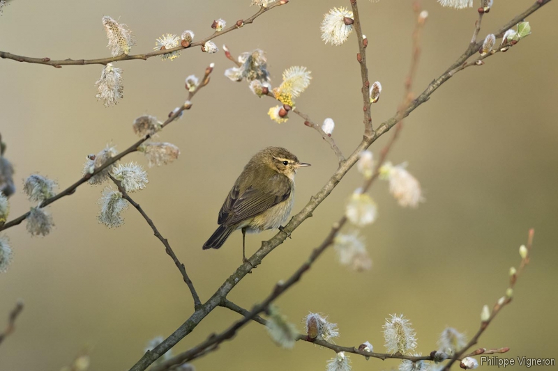 Photo Oiseaux Pouillot véloce (Phylloscopus collybita)