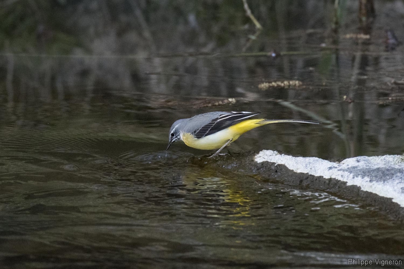 Photo Oiseaux Bergeronnette des ruisseaux (Motacilla cinerea)