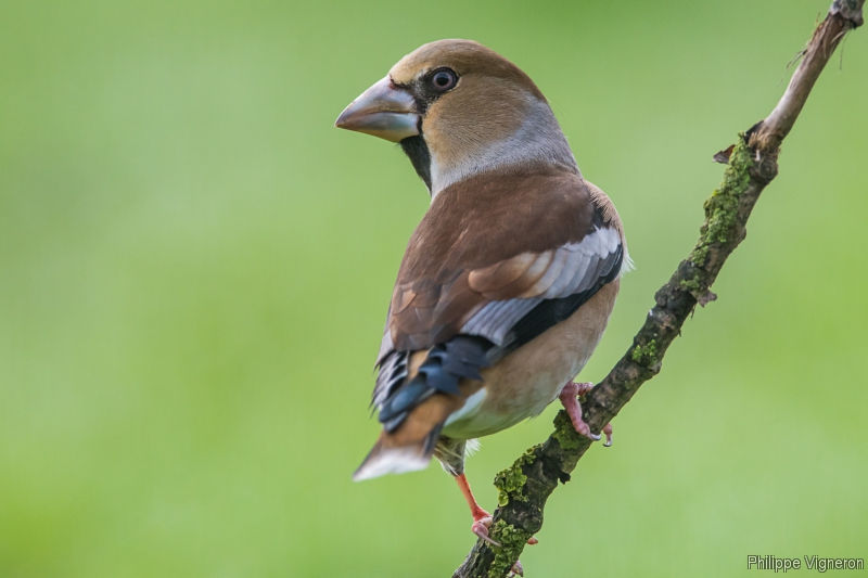 Photo Oiseaux Grosbec casse-noyaux (Coccothraustes coccothraustes)