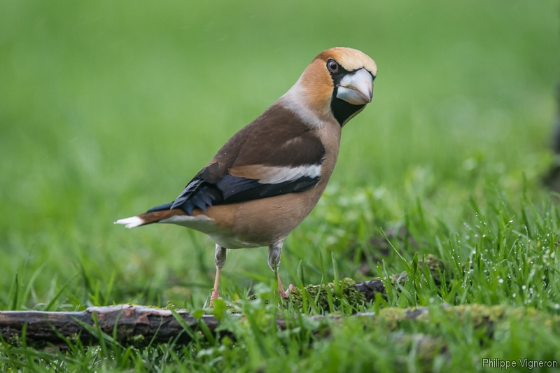 Photo Oiseaux Grosbec casse-noyaux (Coccothraustes coccothraustes)