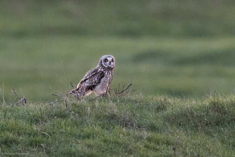 Photo Oiseaux Hibou des marais (Asio fammeus)