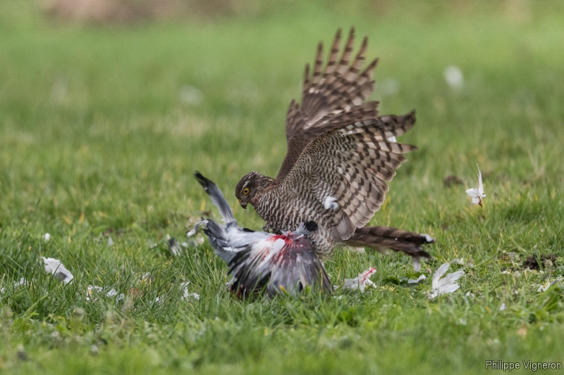 Photo Oiseaux Épervier d'Europe (Accipiter nisus) femelle