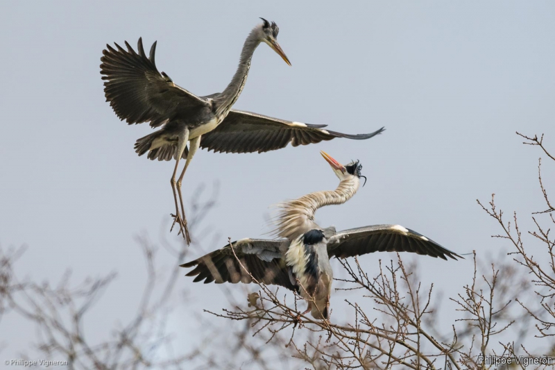 Photo Oiseaux Héron cendré (Ardea cinerea)