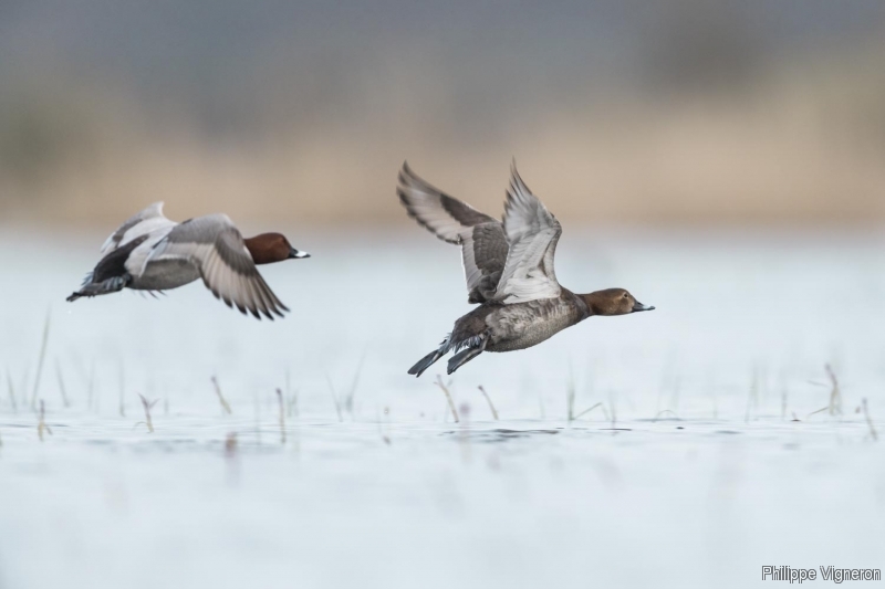 Photo Oiseaux Fuligule milouin (Aythya ferina)