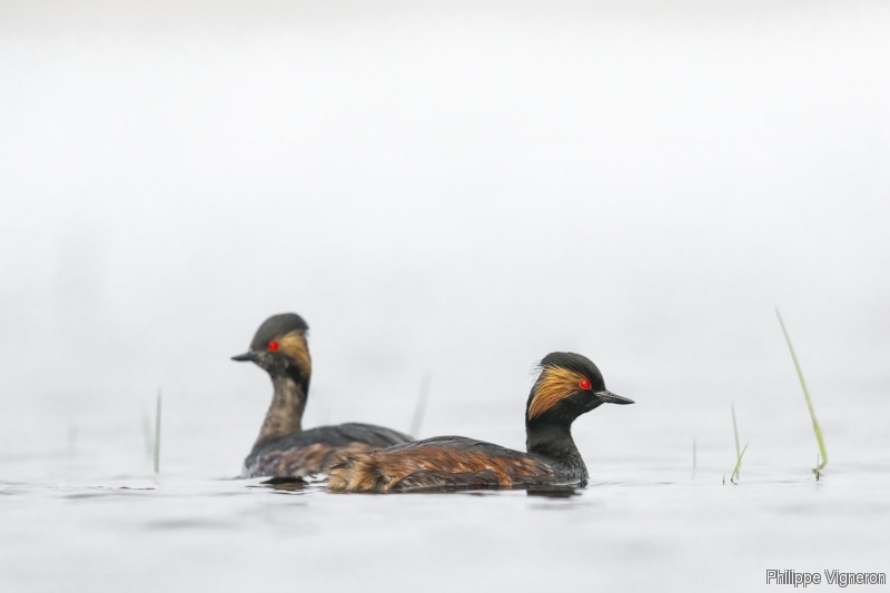 Photo Oiseaux Grèce à cou noir (Podiceps nigricollis)