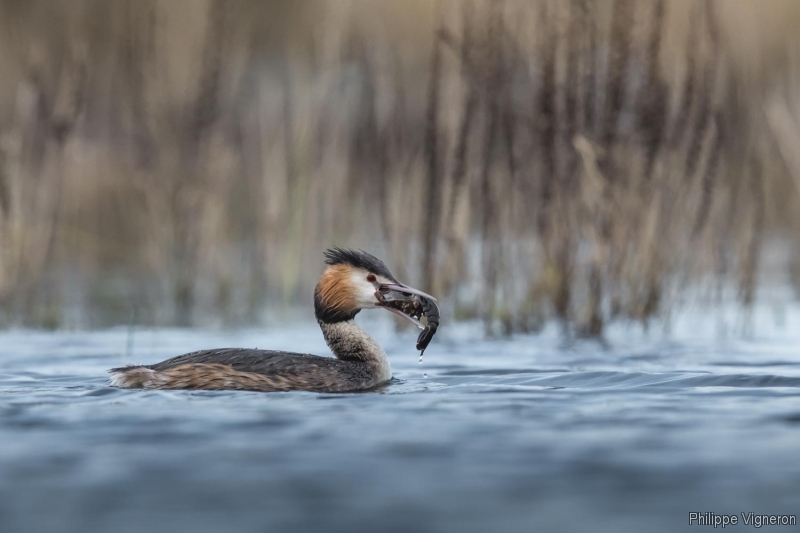 Photo Oiseaux Grèbe huppé (Podiceps cristatus)